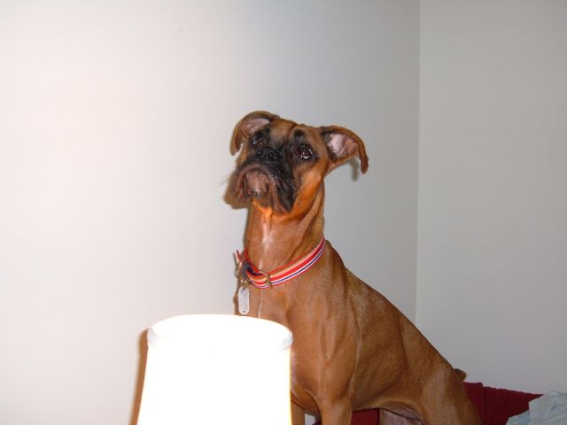 lamp
