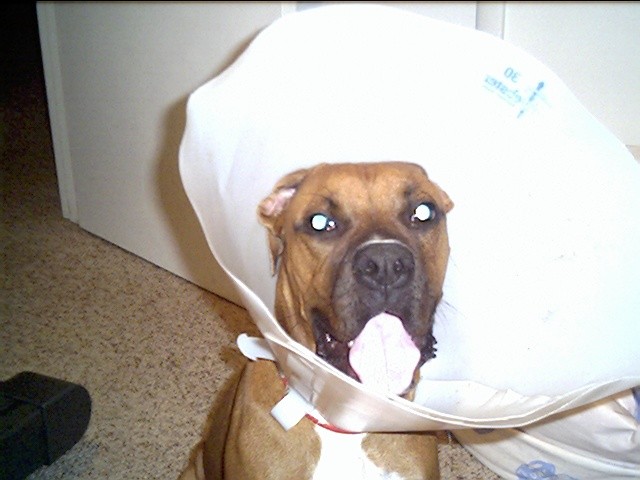 Lampshade Harley