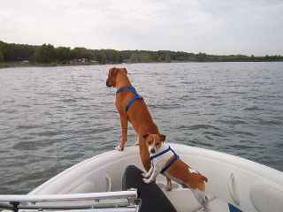 Land ahead!!!