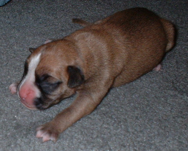 Lani @ 2 days old.