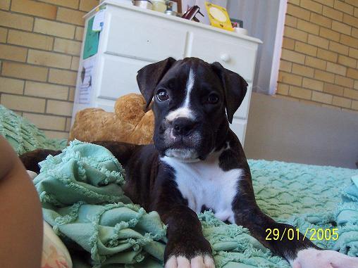 Lani The Boxer