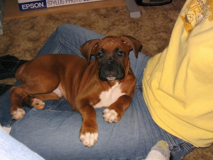 Lap baby