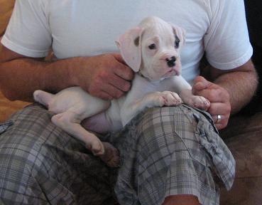 lap dog