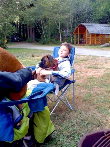 lap dogs
