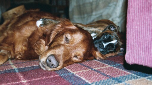 Last Photo of Gypsy & Bear