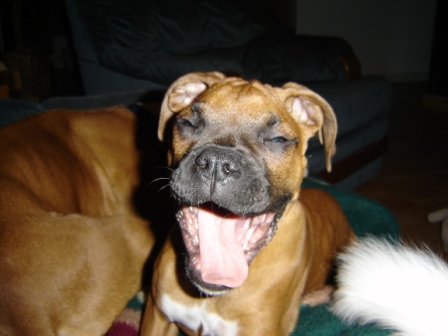laughing jessie