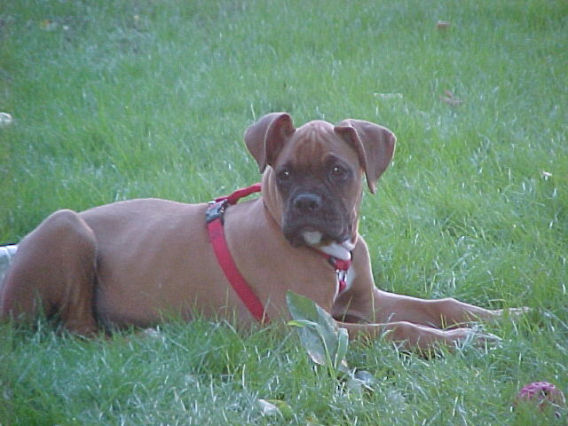 Lawn Boy