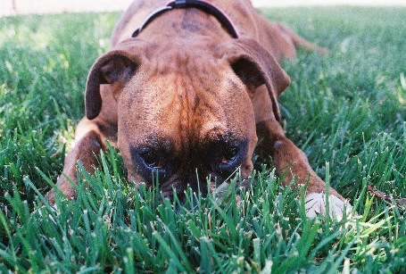 Lawnmower?
