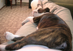 laying across Papa's legs