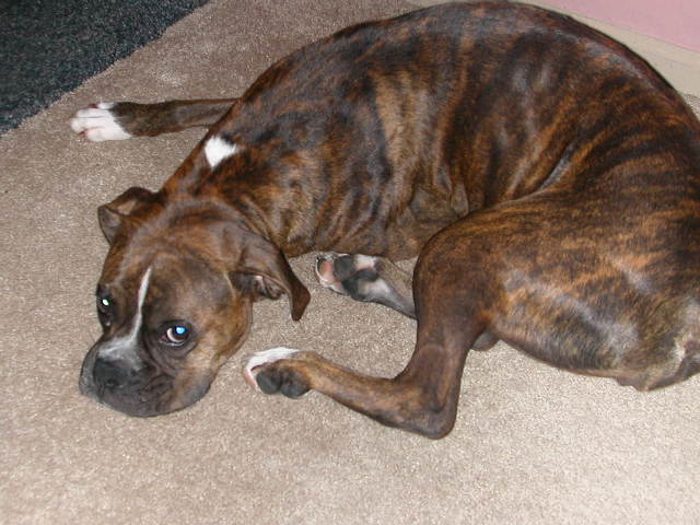 laying at my feet
