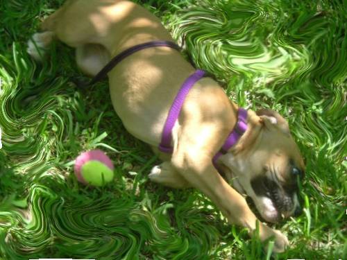 laying in the grass