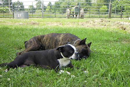 Laying in the shade