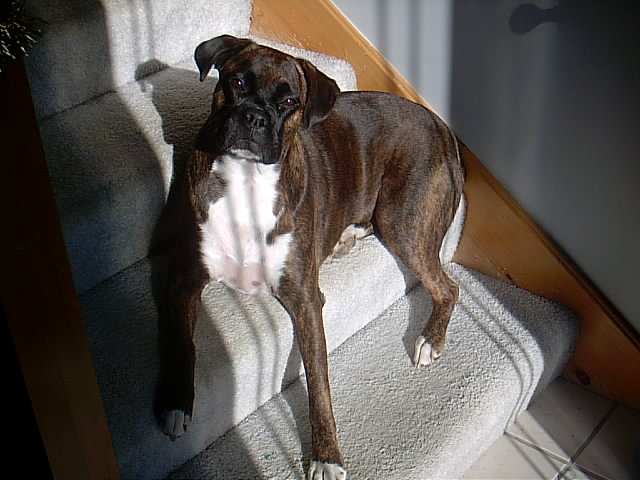 Laying in the sun