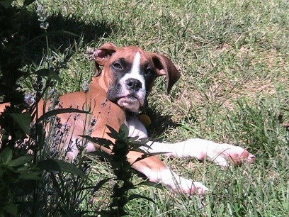 laying in the sun
