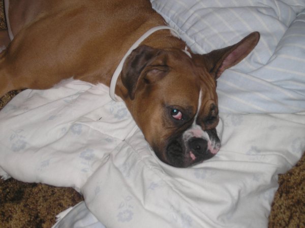 Laying on her blanky!