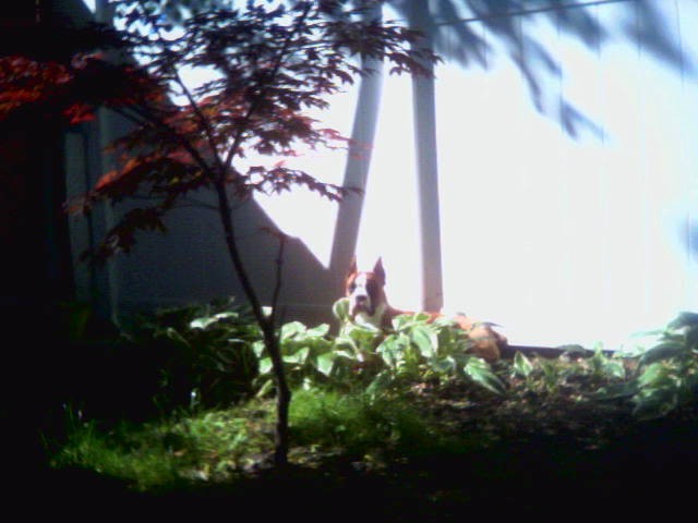 laying_in_the_bush