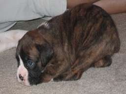 Layla @ 3 weeks