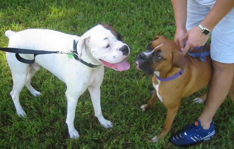Layla And Domino At Dog Park