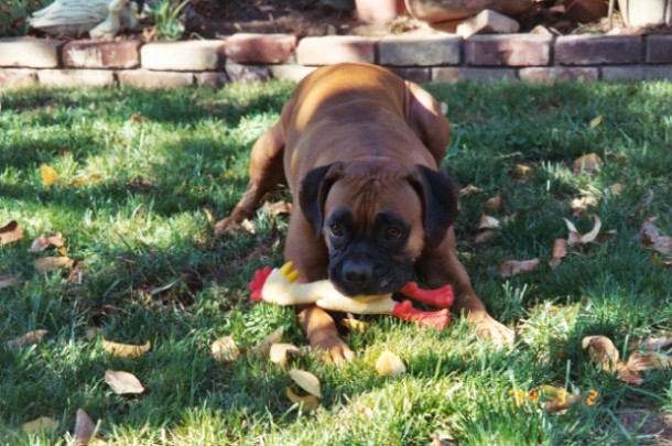 Layla and her chicken