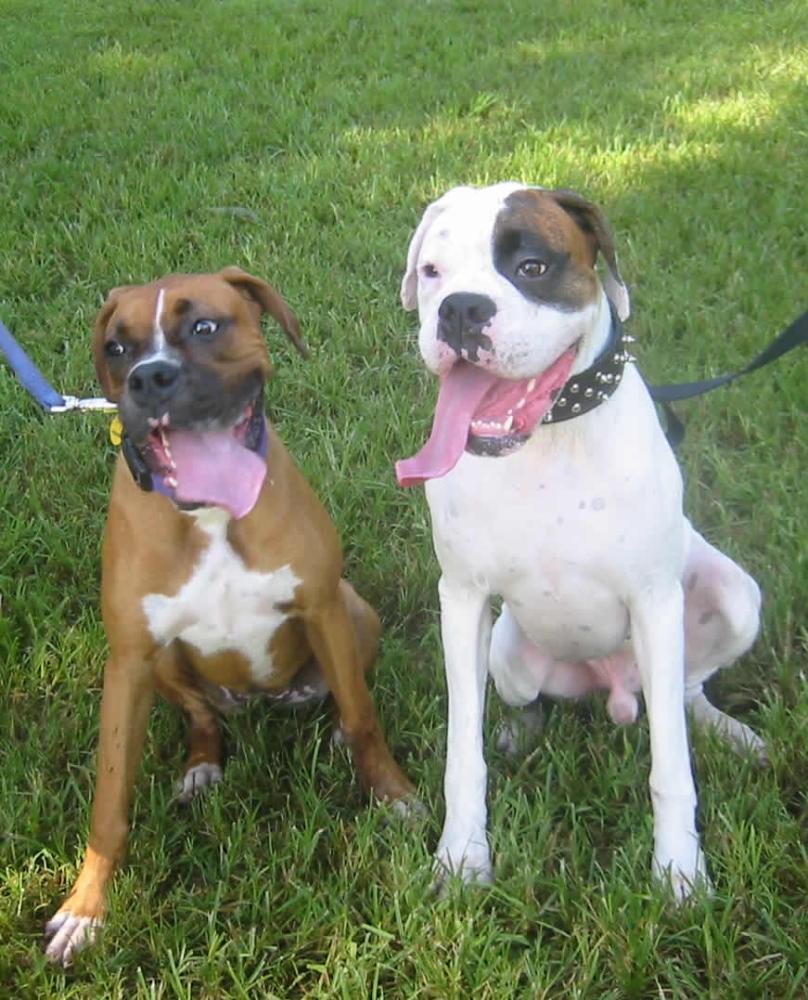 Layla And New Friend Domino