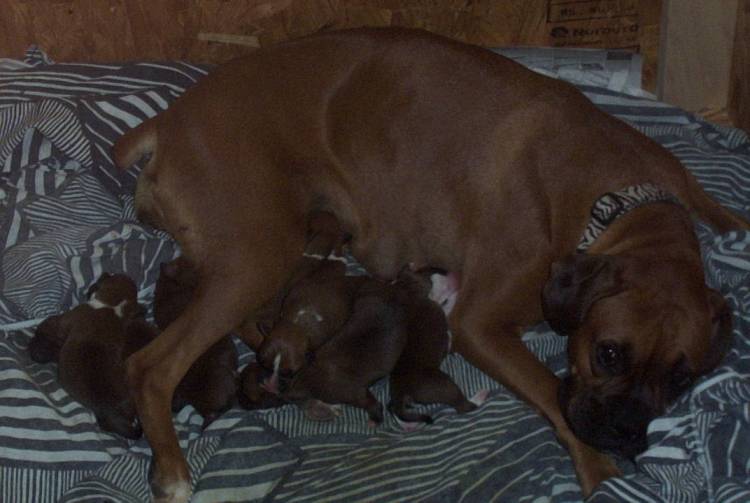 Layla and the pups