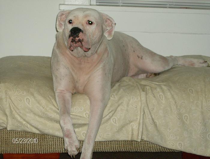 Layla Awake