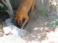 Layla digging up a storm!