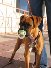 Layla found a pacifier