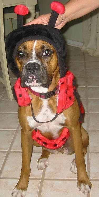 Layla Halloween 2003