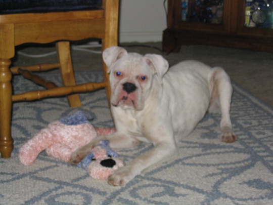 Layla & Her Puppy