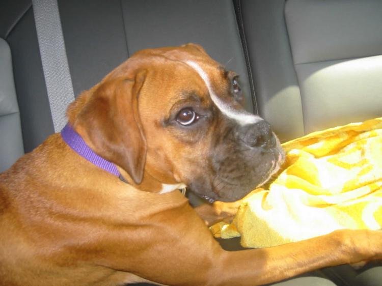 Layla In Back Seat