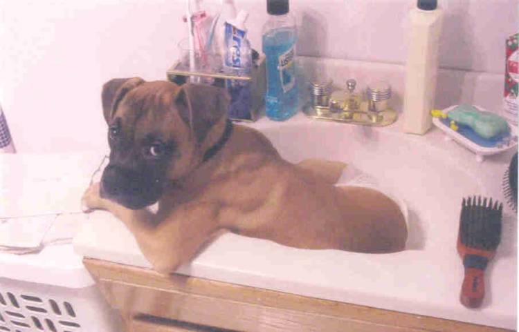 Layla ready in the sink for bath time.