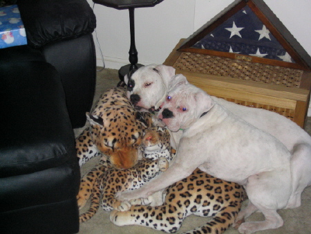 Layla, Roxy & Family