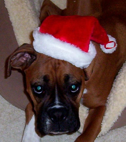Layla-Santa Hat 2003