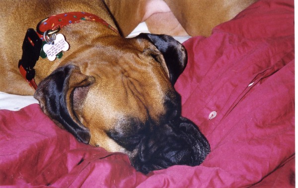 Layla snoozin'