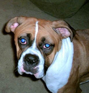 Layla swollen