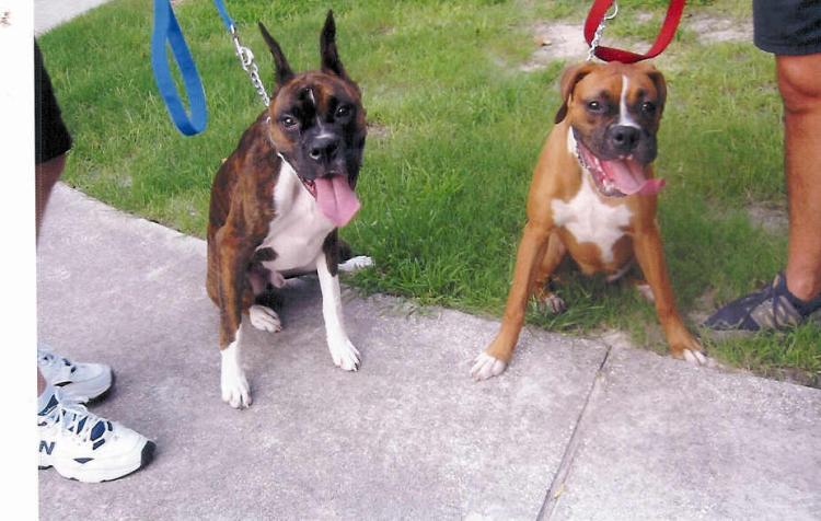 Layla With Her Friend At Obedience School