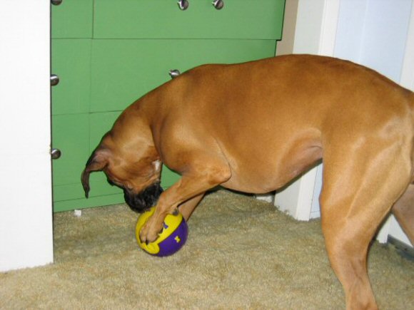Layla with her new toy!