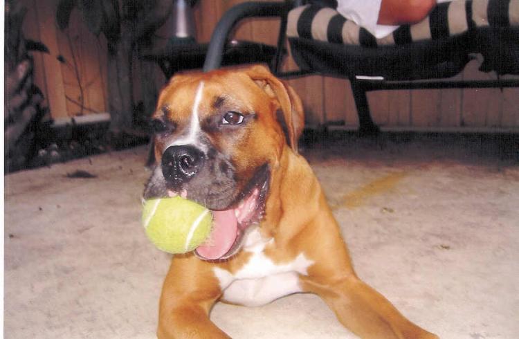 Layla With Her Tennis Ball