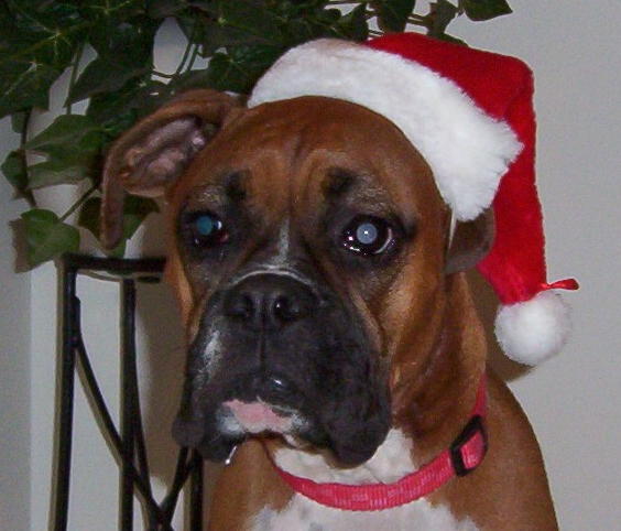 Layla-X-mas 2003