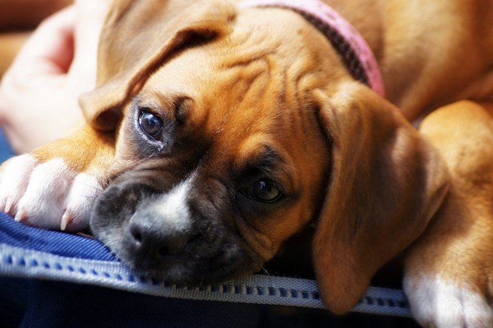 Layla