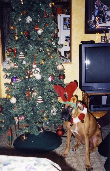 layla_deer_by_tree_med_size