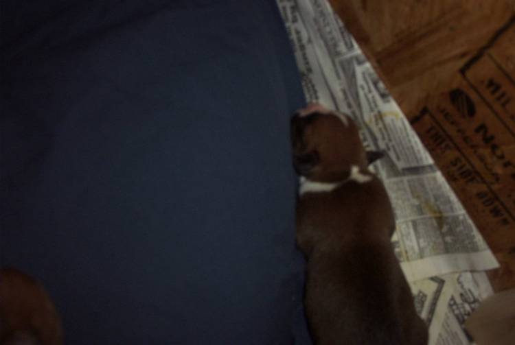 Layla'a puppy 2