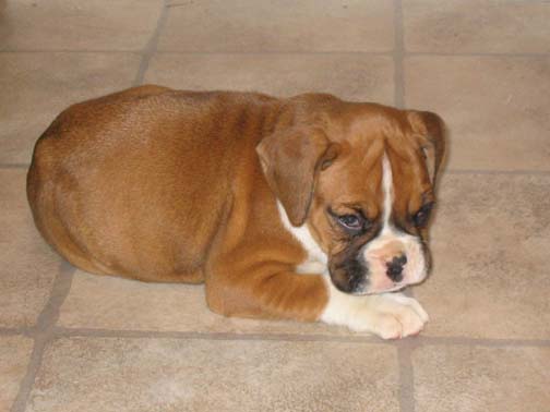 Layla's First Day