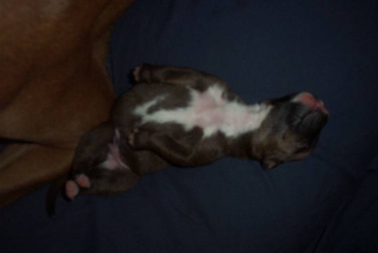 Layla's puppy 3