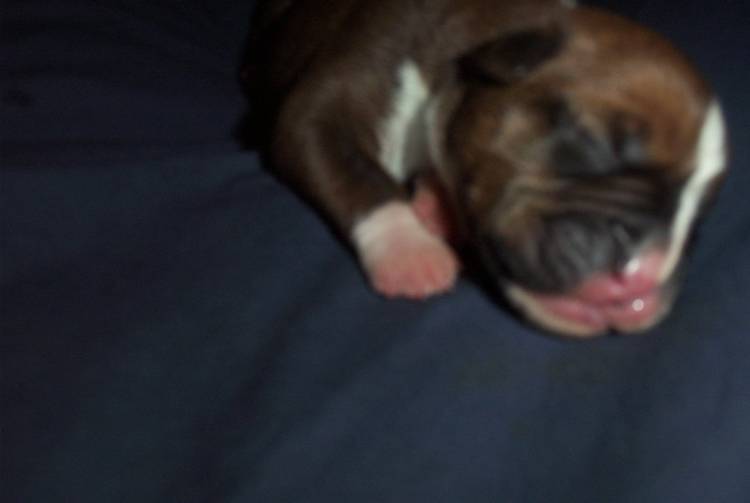 Layla's puppy 3