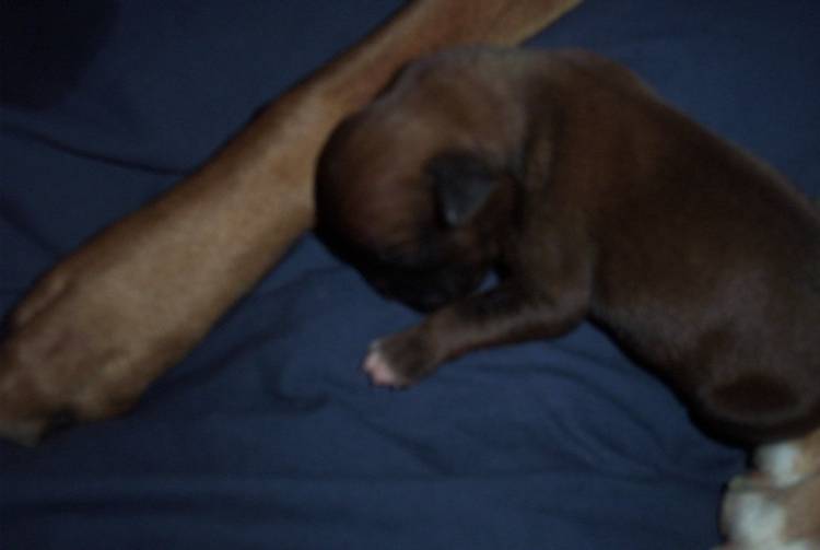 Layla's puppy