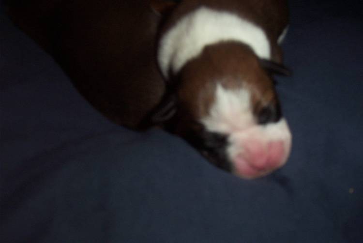 Layla's puppy