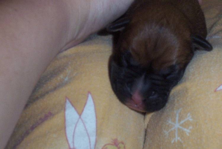 Laylas' pups