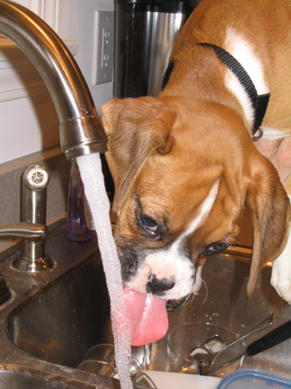 Layla's Tongue